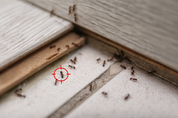 Best Affordable Pest Control Services  in Rogue River, OR