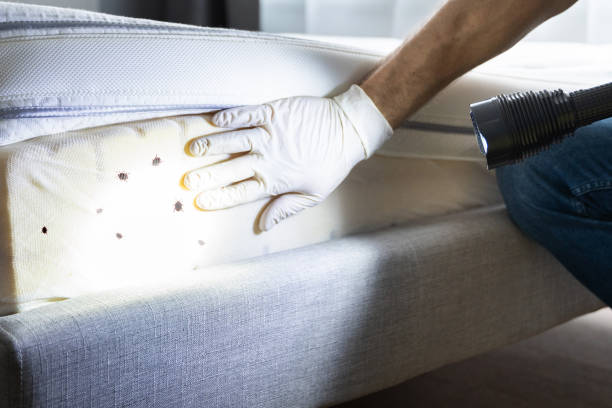 Best Pest Removal Services  in Rogue River, OR