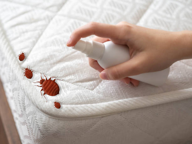 Insect Control in Rogue River, OR