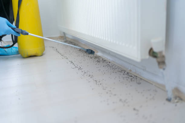 Best Local Pest Control Services  in Rogue River, OR